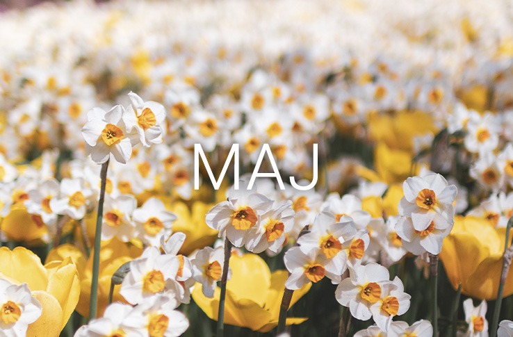 Blomster der springer ud og teksten maj